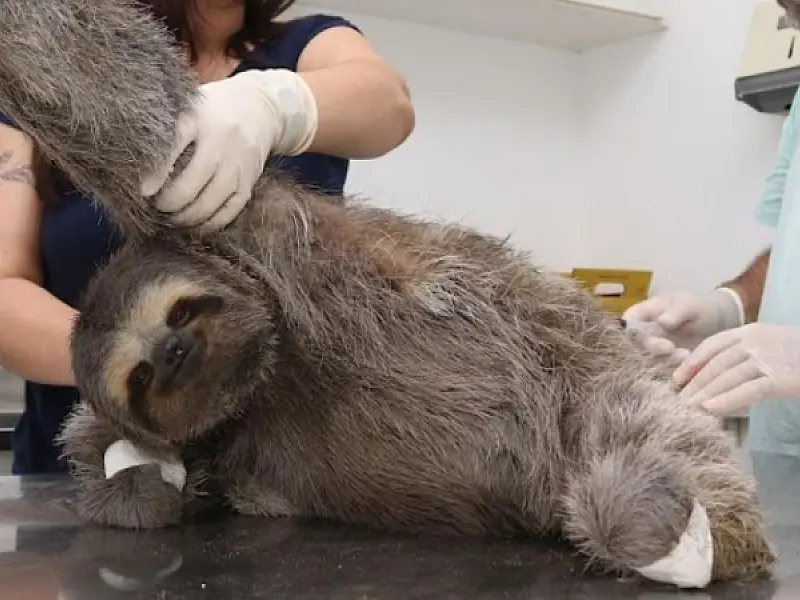 Hospital em Santos presta cuidados especiais a animais silvestres