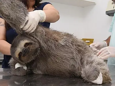 Hospital em Santos presta cuidados especiais a animais silvestres