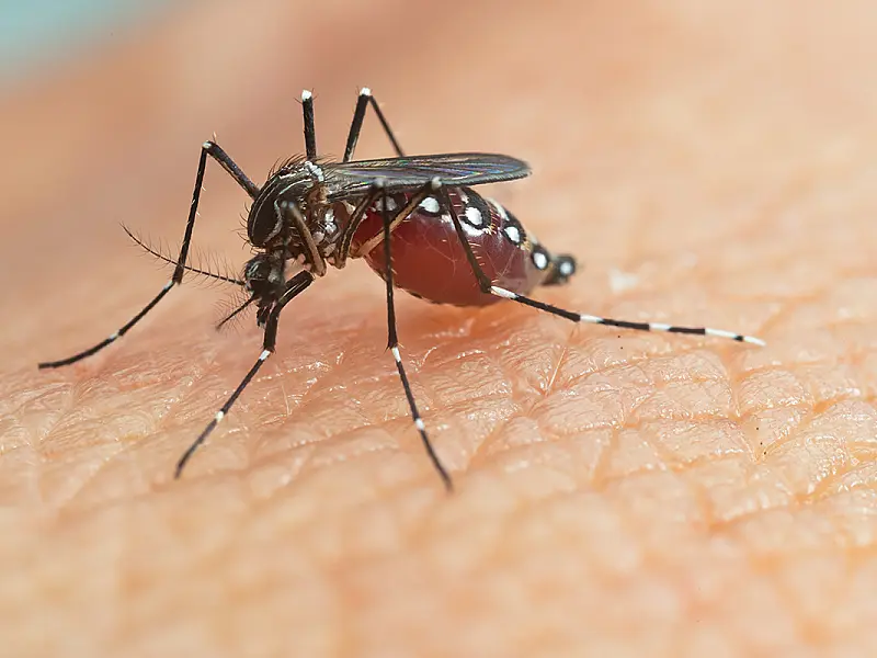 Vacinação pode levar até 8 anos para reduzir transmissão da dengue