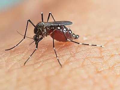 Vacinação pode levar até 8 anos para reduzir transmissão da dengue