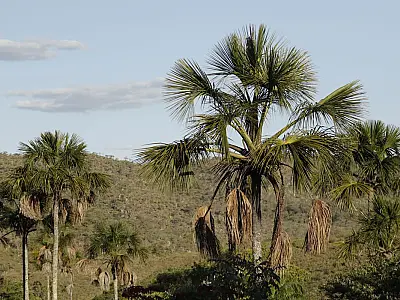 Exemplo de preservação, Quilombo Kalunga mantém nativo 83% do Cerrado