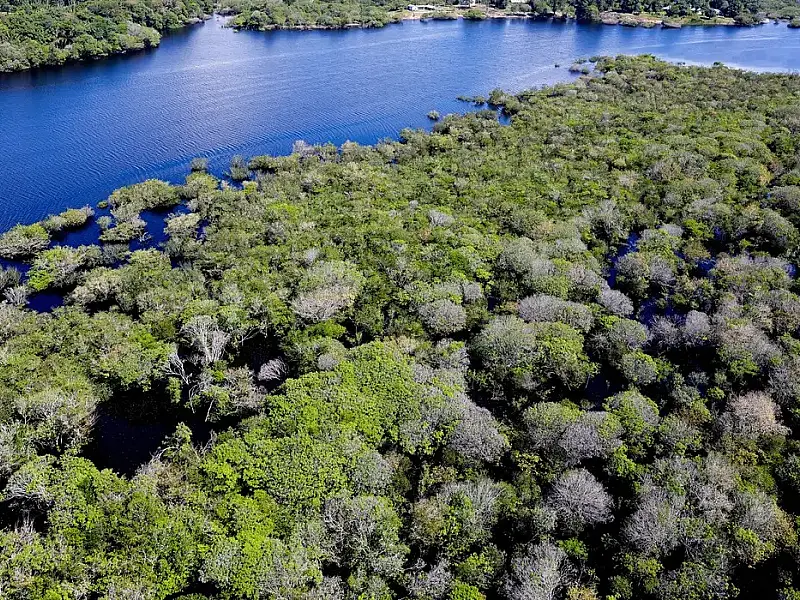 Saiba como títulos verdes possibilitam reflorestamento na Amazônia