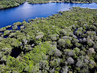 Saiba como títulos verdes possibilitam reflorestamento na Amazônia