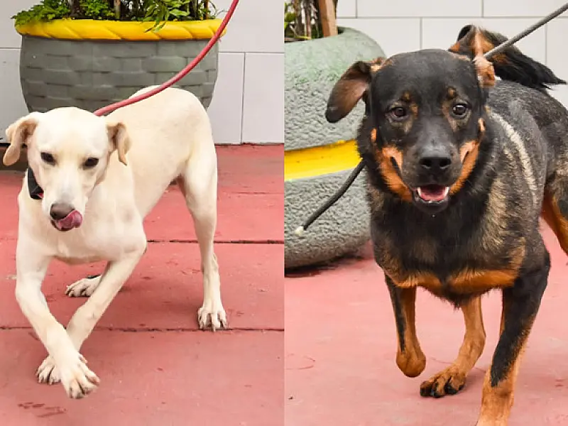 Cães da Ubasa de São Vicente aguardam nova família para distribuir amor