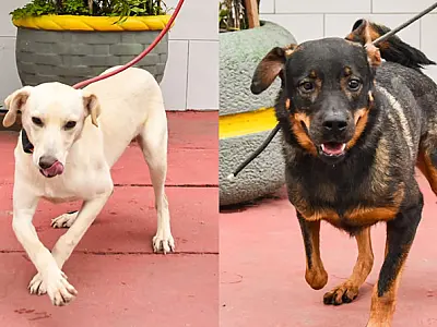 Cães da Ubasa de São Vicente aguardam nova família para distribuir amor