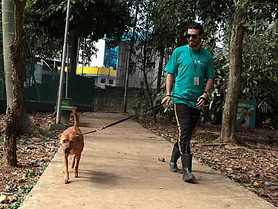 No Dia do Vira-Lata, filhote conquista tutor e é adotada na cidade de Santos