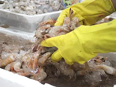 Mercado de Peixes de Santos realiza Festival do Camarão Cinza com até 30% de desconto