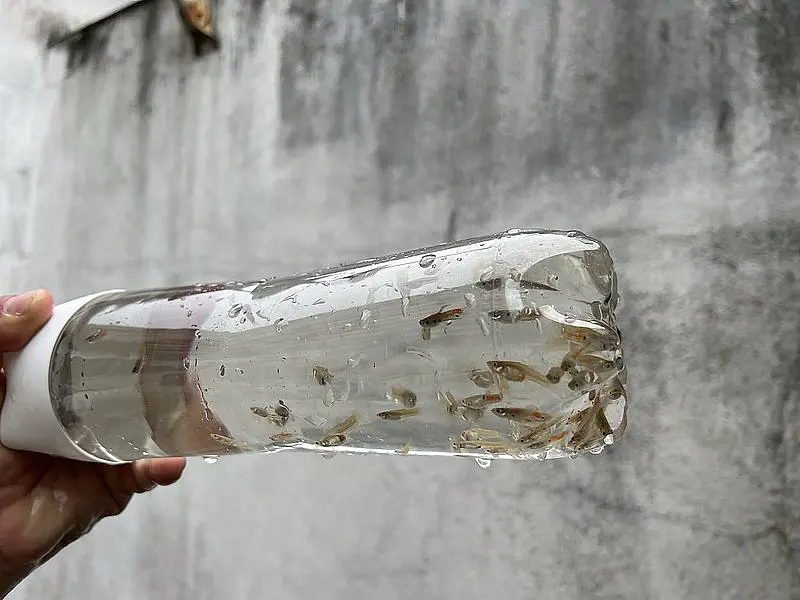 Para combater a dengue, Guarujá utiliza pequenos peixes predadores