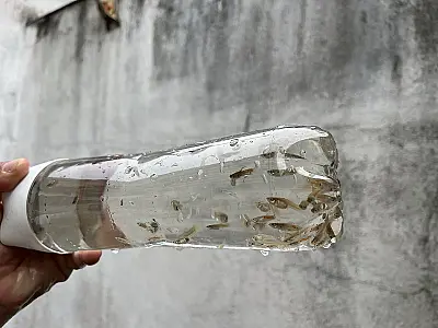 Para combater a dengue, Guarujá utiliza pequenos peixes predadores