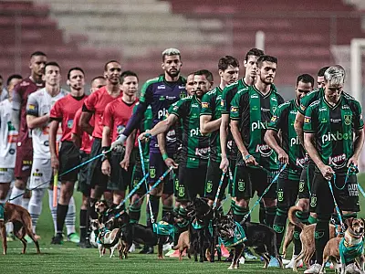 Jogadores entram com cães para adoção em partida