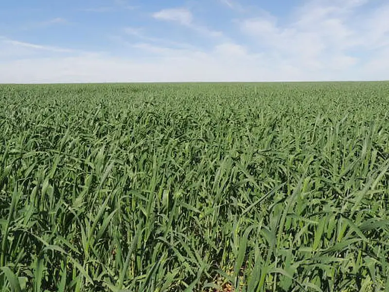Área reservada à agropecuária no país cresceu 50% em 37 anos