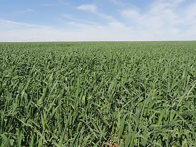 Área reservada à agropecuária no país cresceu 50% em 37 anos