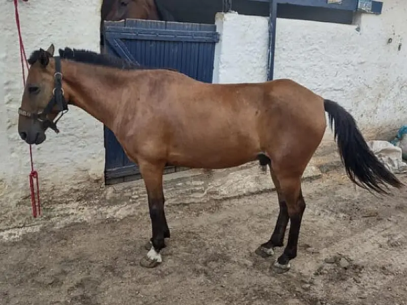 Cavalo resgatado em situação de rua é disponibilizado para adoção