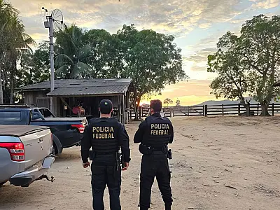 PF combate desmatamento para criação de gado na floresta amazônica