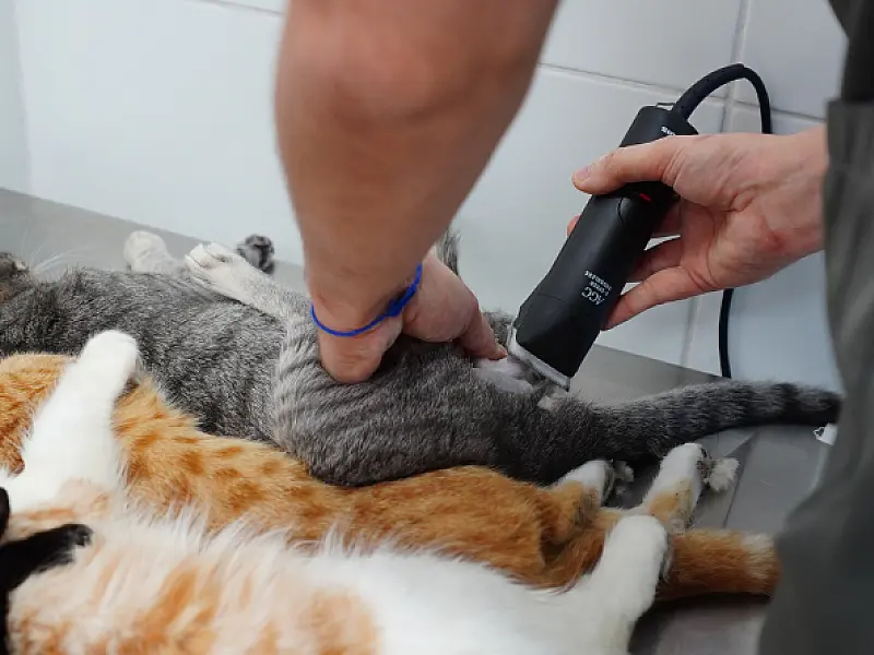 Nova campanha de castração gratuita de animais acontece neste sábado (13) em Mongaguá