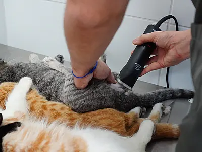 Nova campanha de castração gratuita de animais acontece neste sábado (13) em Mongaguá