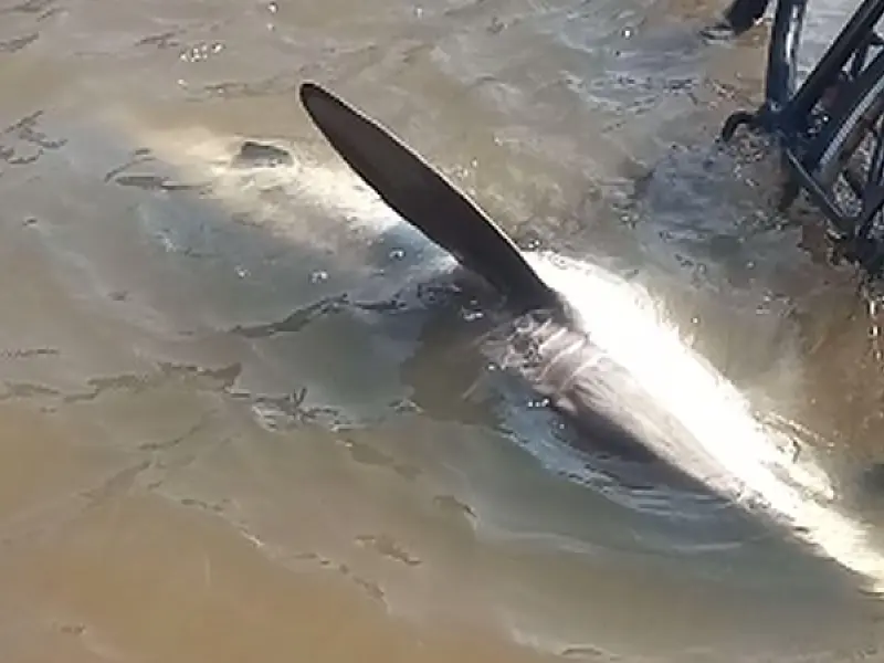 Tubarão de quase dois metros é visto em Itanhaém e biólogos fazem alerta
