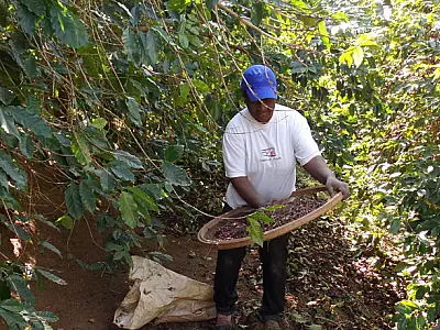 Acordo buscará combater trabalho escravo em lavouras de café