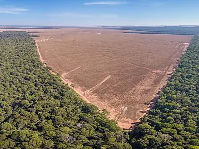 Amazônia corre risco de entrar em colapso em 2050, diz artigo