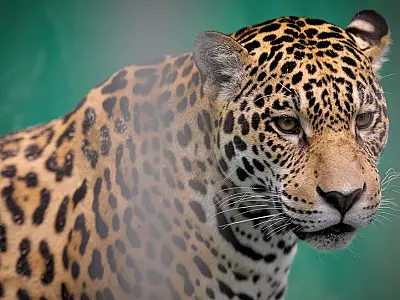Onça foge e zoológico de Brasília é evacuado
