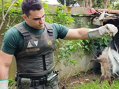 Grupamento de Defesa Ambiental (GDA) de Guarujá resgata saruê no Pernambuco