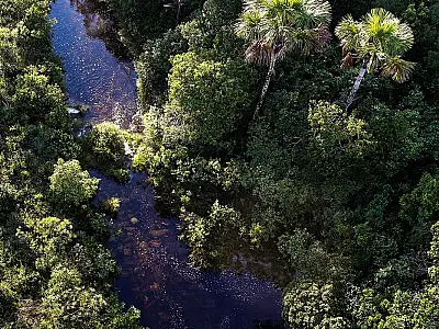 ICMBio divulga balanço sobre combate a crimes ambientais