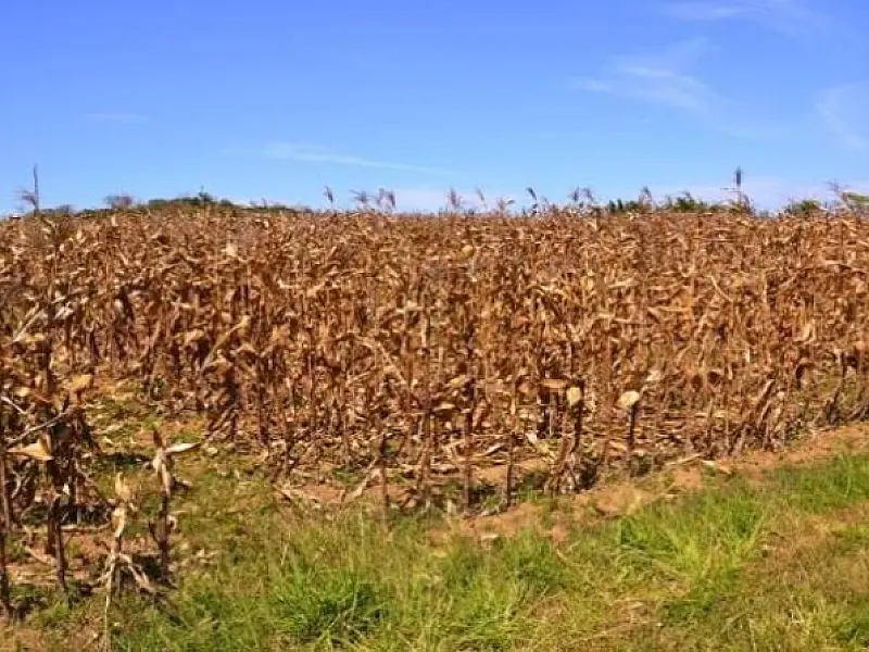 Seca gera perdas de mandioca, murcha laranjas e pressiona cotação de milho