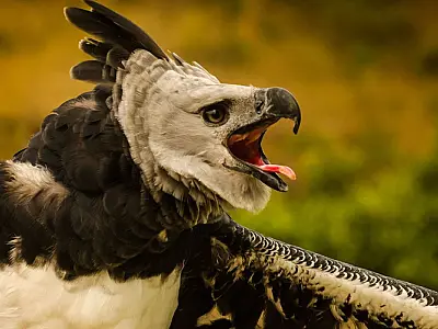 Plataforma faz alerta sobre espécies em risco de extinção em todo país