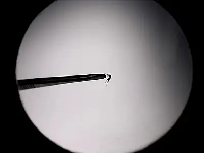 Startup propõe uso de drones para combater mosquito da dengue