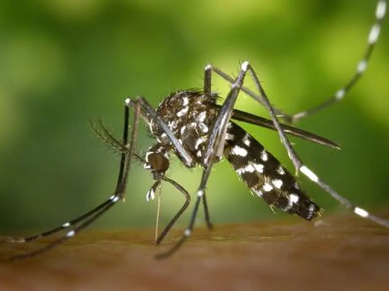 Mutirão contra o Aedes em Santos é transferido devido à chuva