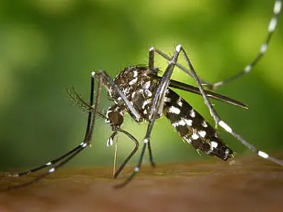 Mutirão contra o Aedes em Santos é transferido devido à chuva