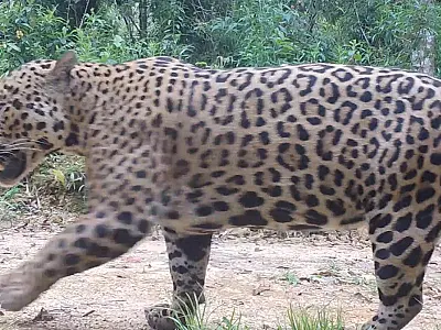 Pesquisadores monitoram comportamento de onças na Amazônia