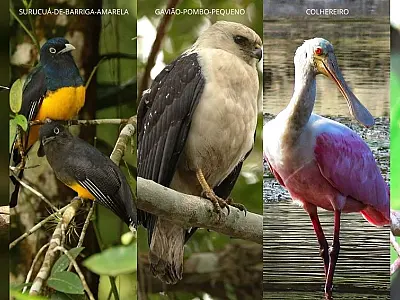 Escolha da ave-símbolo de Bertioga envolve ecoturismo, educação e meio ambiente;