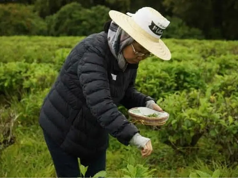 Vale do Ribeira destaca tradição nipônica e produção artesanal na Semana do Chá 2026