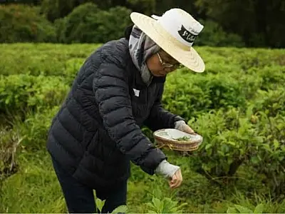 Vale do Ribeira destaca tradição nipônica e produção artesanal na Semana do Chá 2026
