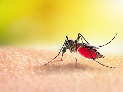 Brasil já tem mais de 3 milhões de casos de dengue em 2024