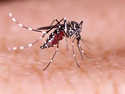 Governo de SP convoca os 645 municípios para "Dia D" no combate à dengue