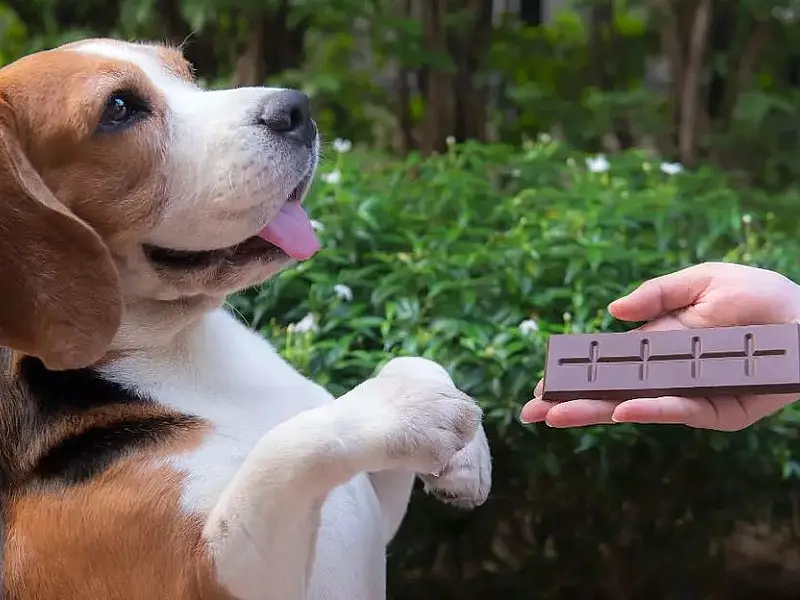 Veterinário alerta para alimentos tóxicos para pets durante a Páscoa