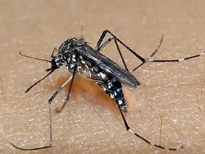 Mais de 6 mil focos de Aedes aegypti são eliminados em São Vicente