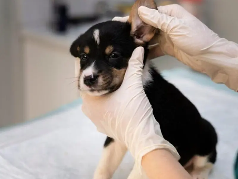 Cubatão promove vacinação, chipagem e orientações sobre posse responsável de animais