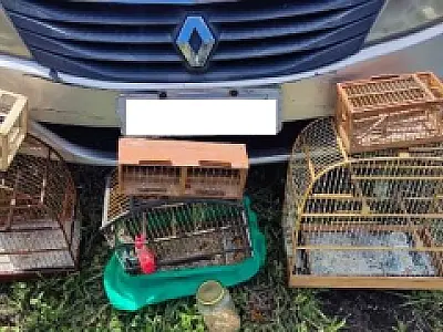 PM Ambiental apreende pássaros em cativeiro durante abordagens
