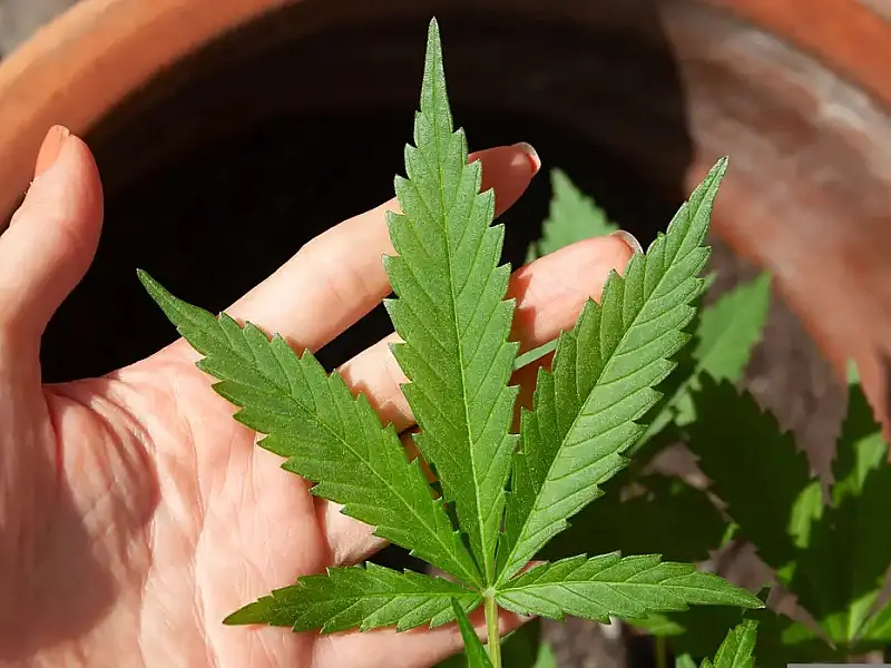 Decisão do STF sobre porte de maconha demanda novos procedimentos