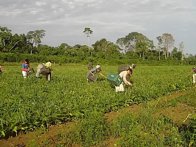Moradores do campo ainda são mais afetados por insegurança alimentar