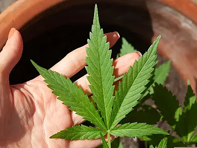 Mendes rejeita recursos sobre descriminalização do porte de maconha