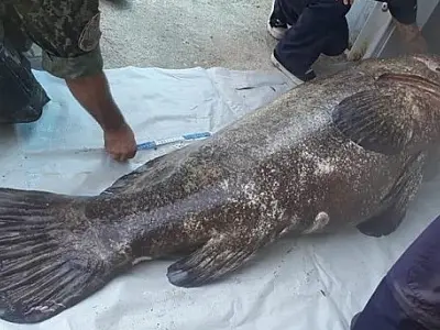 Peixe mero de 150 quilos é encontrado em Cananeia