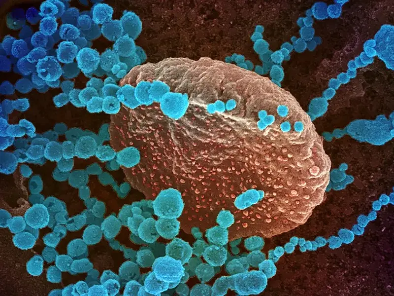 Variantes da Covid têm mutações geradas por antiviral molnupiravir, diz pesquisa
