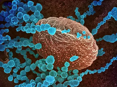Variantes da Covid têm mutações geradas por antiviral molnupiravir, diz pesquisa