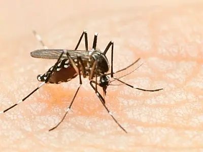Dengue mantém tendência de queda em 24 estados e no Distrito Federal, diz Saúde