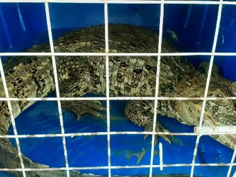 PM Ambiental resgata jacaré em residência em Pariquera-Açu
