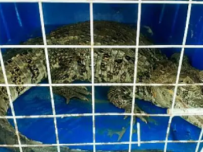 PM Ambiental resgata jacaré em residência em Pariquera-Açu